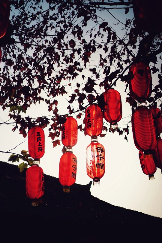 挂满灯笼的树在夜晚