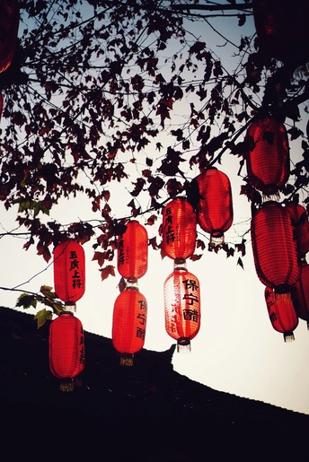 挂满灯笼的树在夜晚