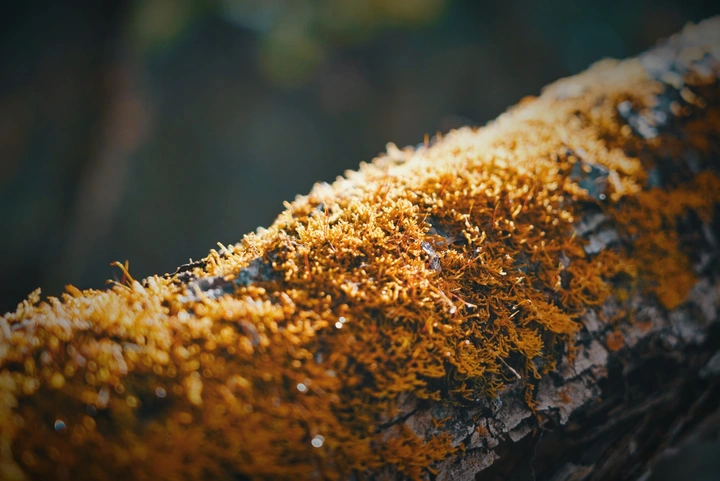 苔藓