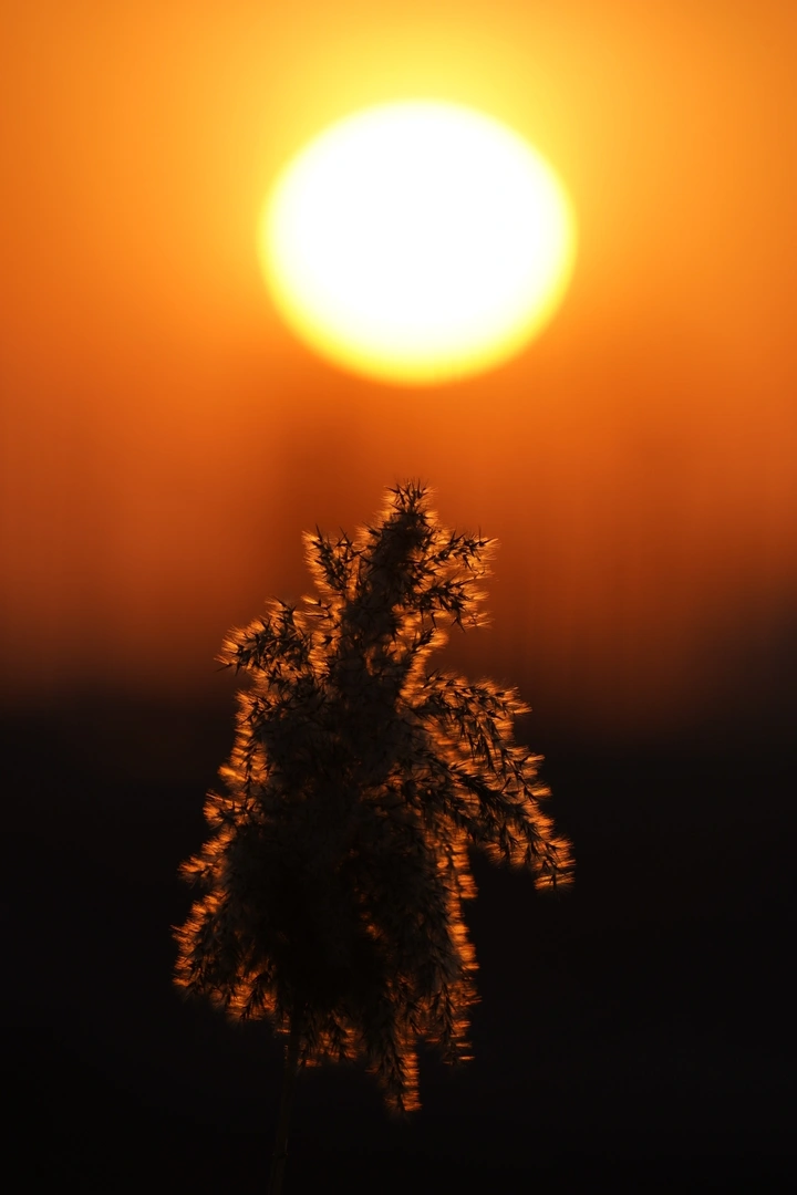 夕阳下的芦花