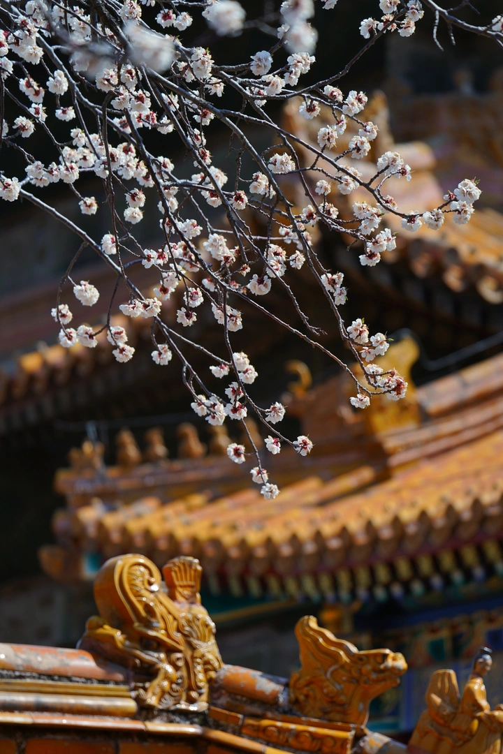 《故宫杏花开》