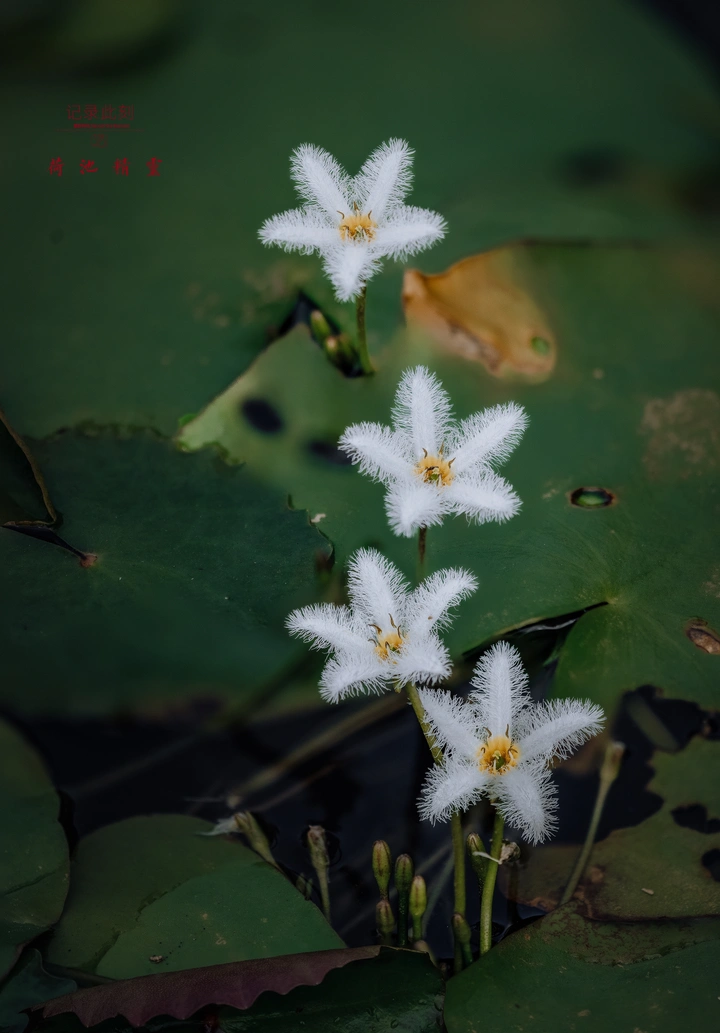 四只小精灵