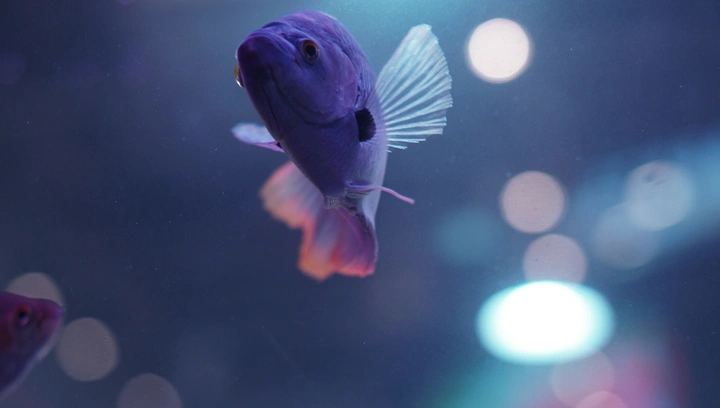 奶茶店的鱼儿🐠