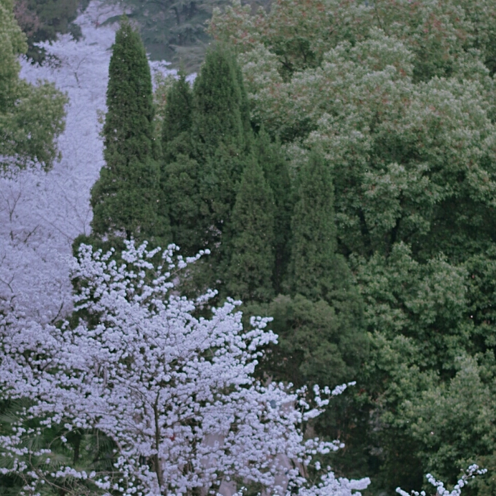 武大樱花