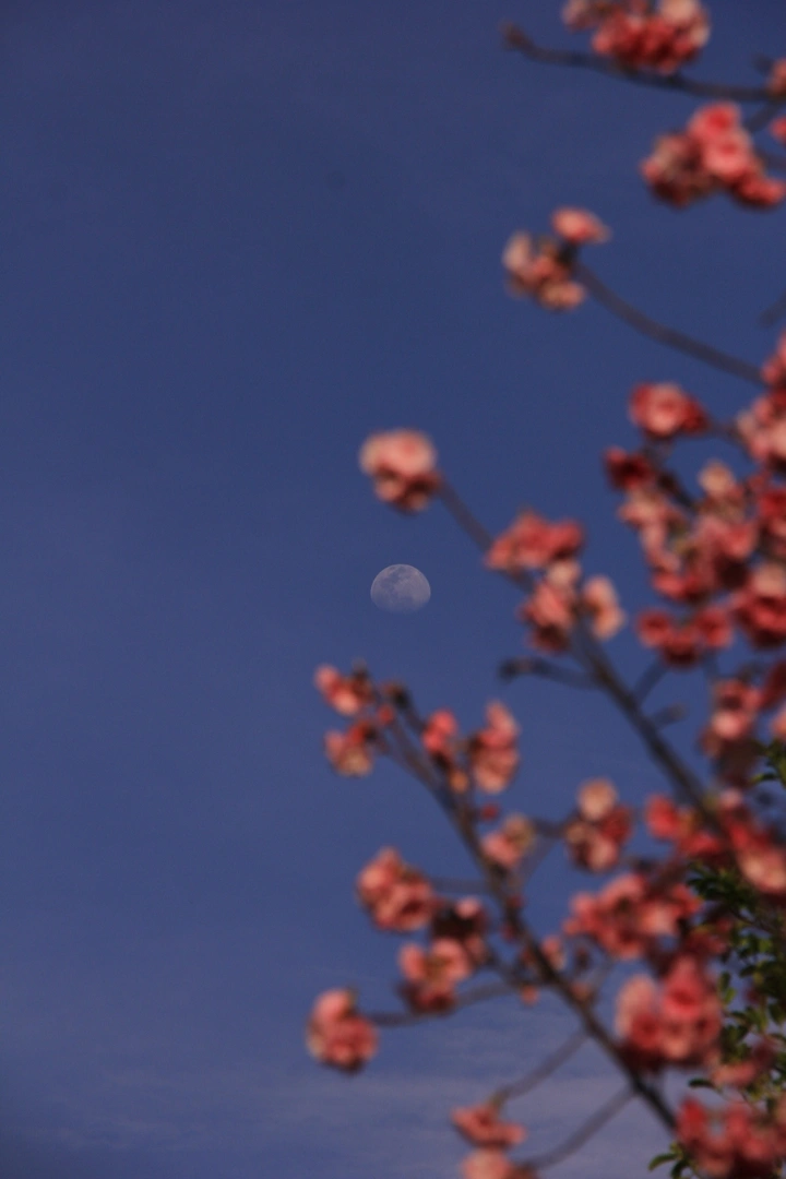 “flower”
