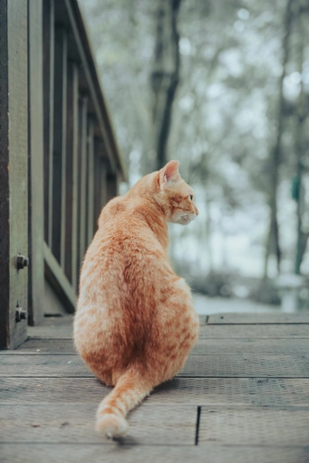 一只橙色的猫坐在雪地里的木甲板上