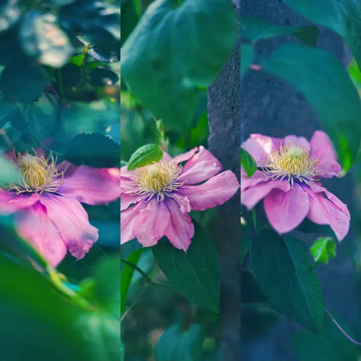 铁线莲