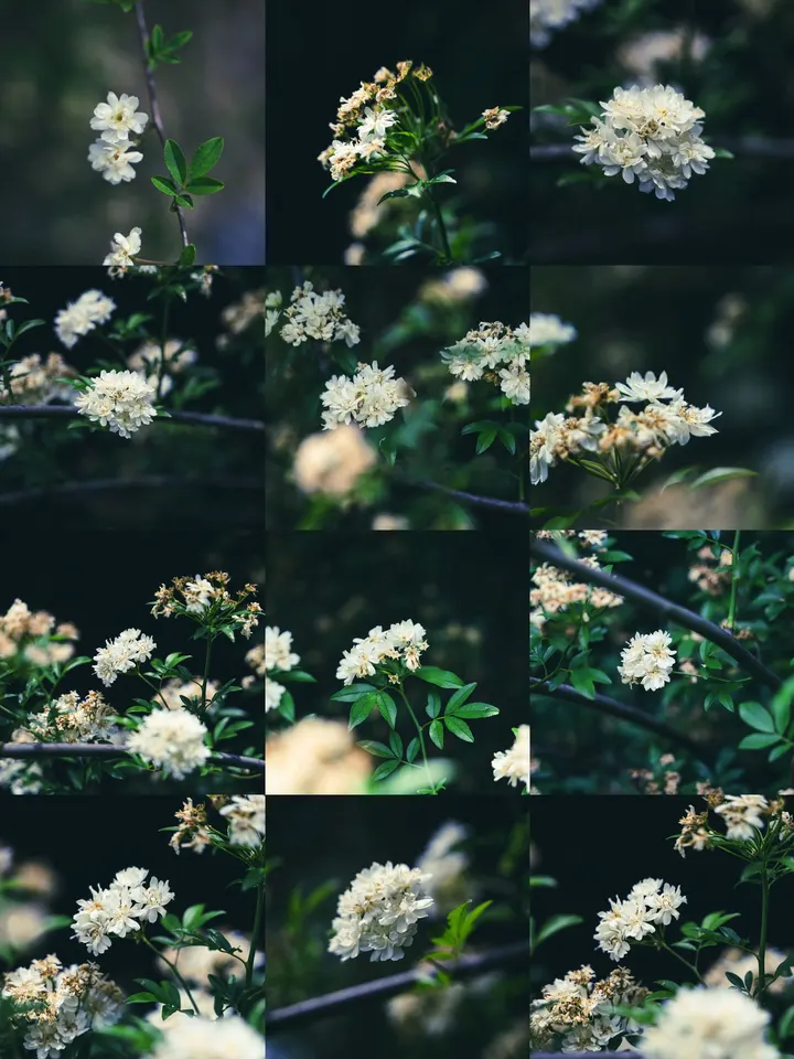 白木香花的花期已过