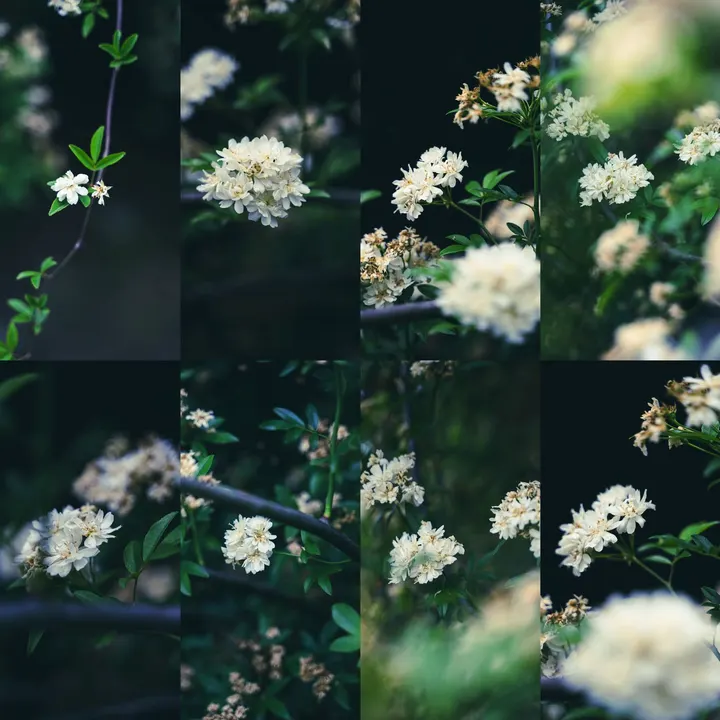 白木香花