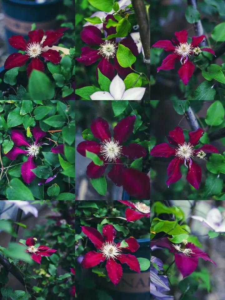 铁线莲花火