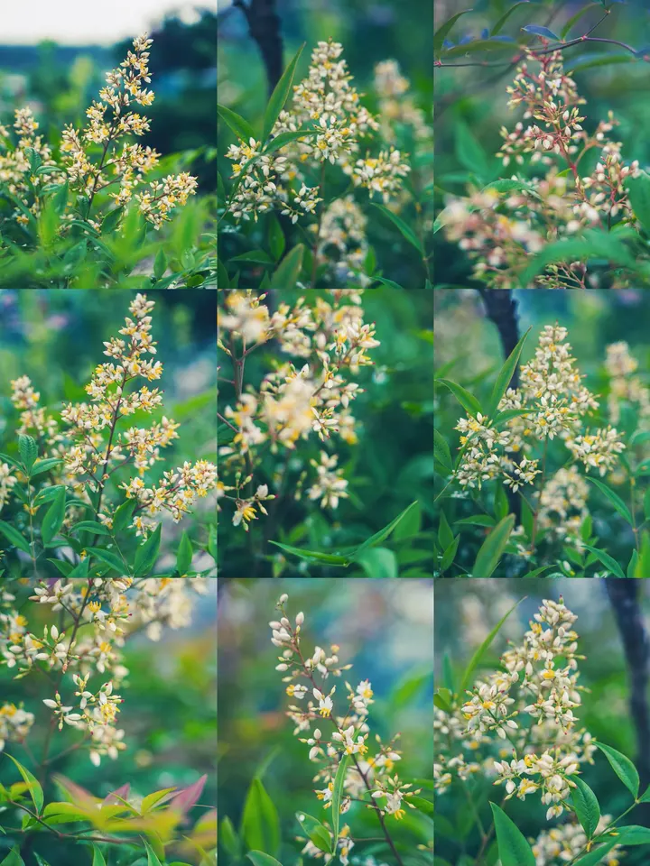 南天竹花