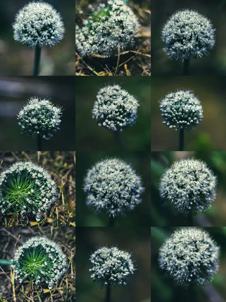 洋葱球花