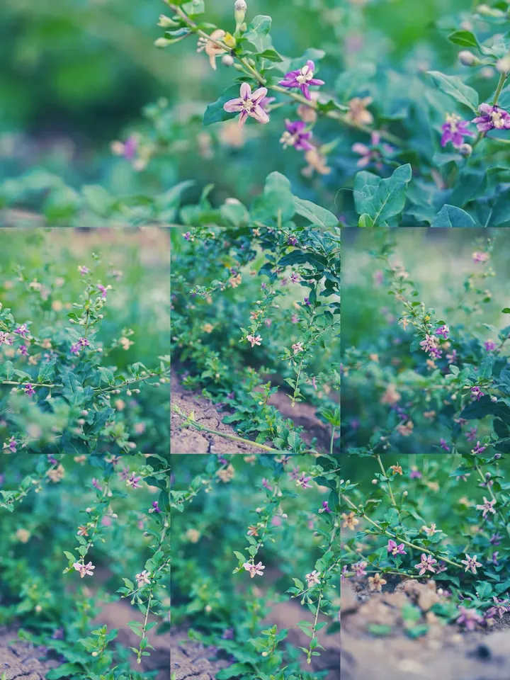 枸杞花