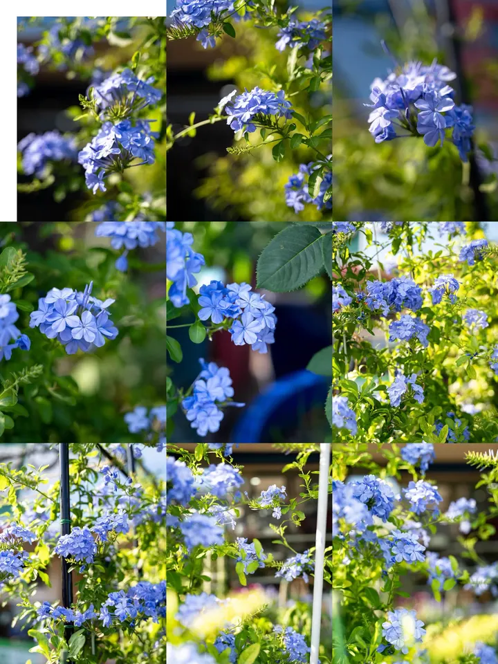 蓝雪花