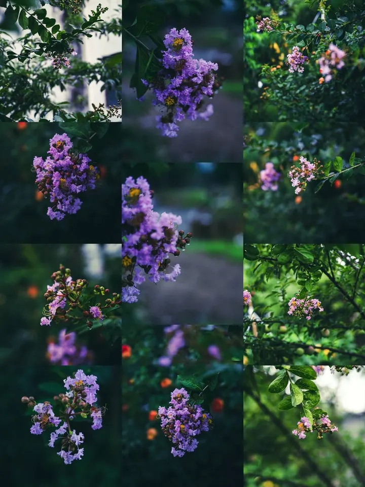 紫薇花
