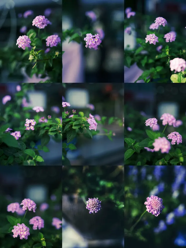 粉色细叶美女樱