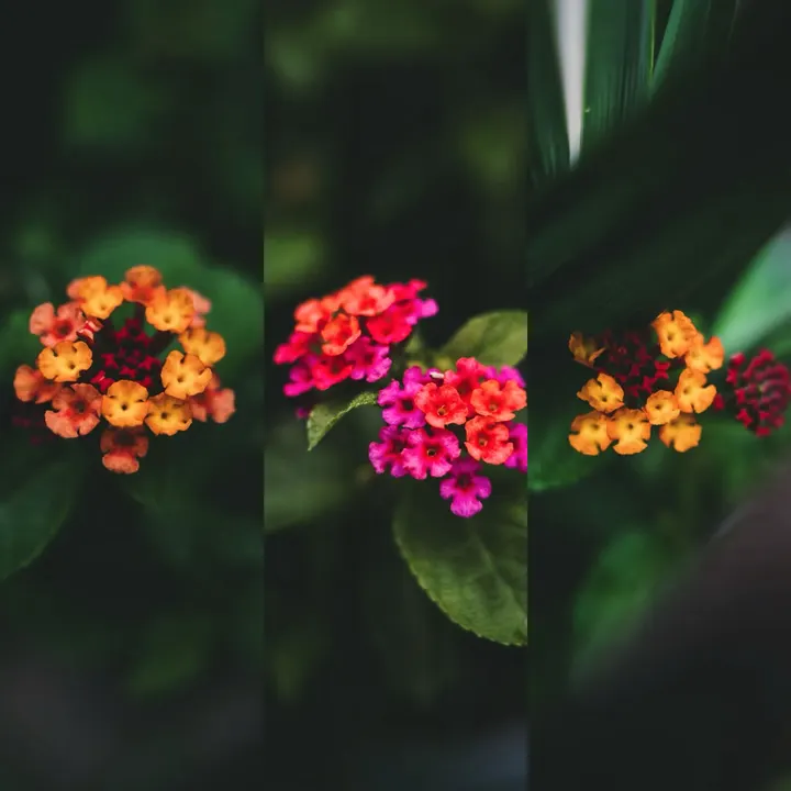 马缨丹花