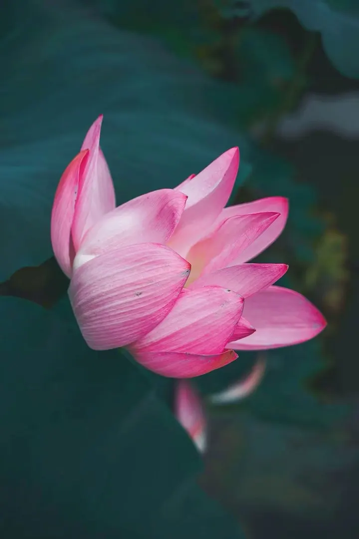 荷花的美