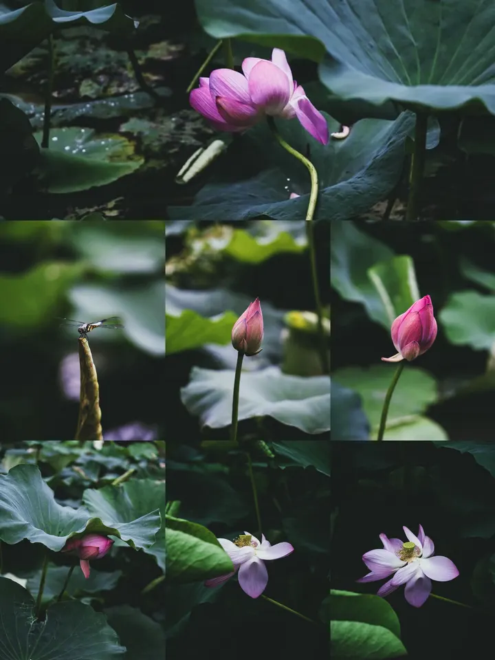 荷花