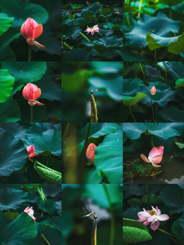 荷花