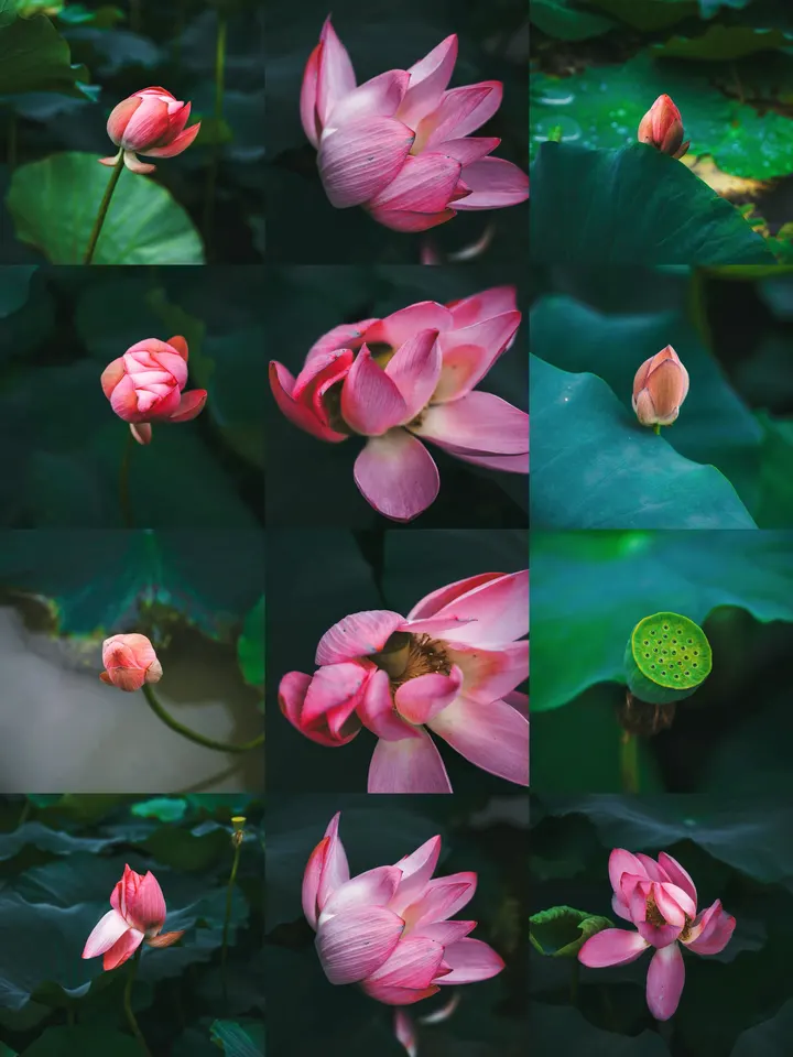 荷花