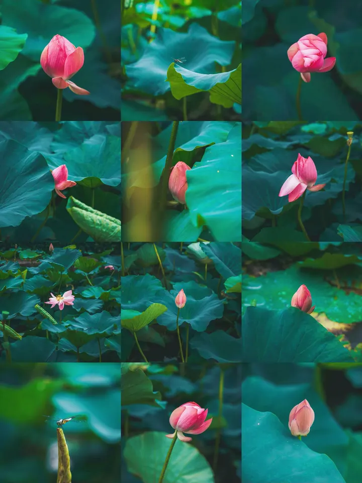 荷花
