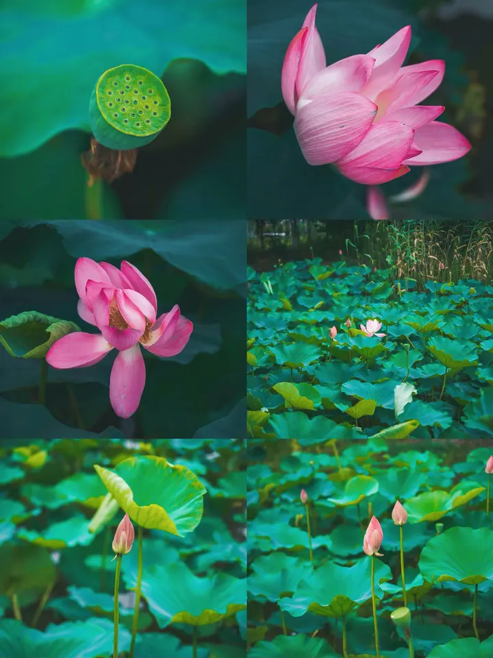荷花