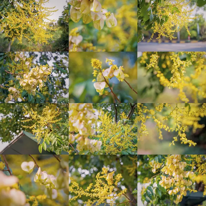 栾树花