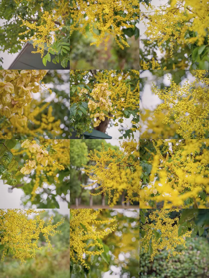 秋天栾树花开