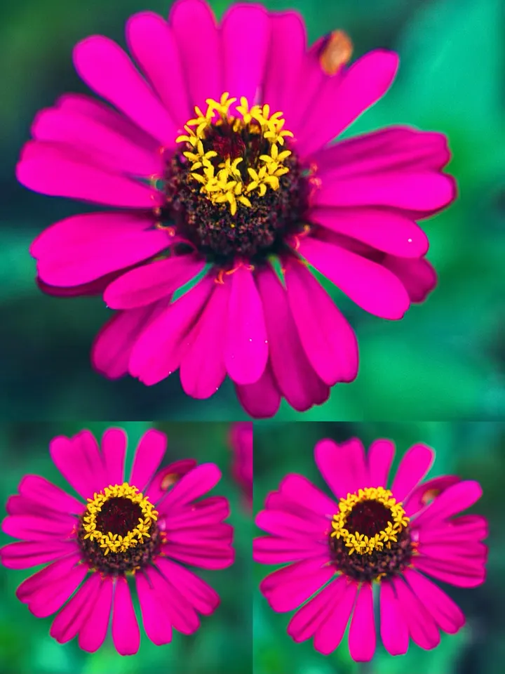 百日菊