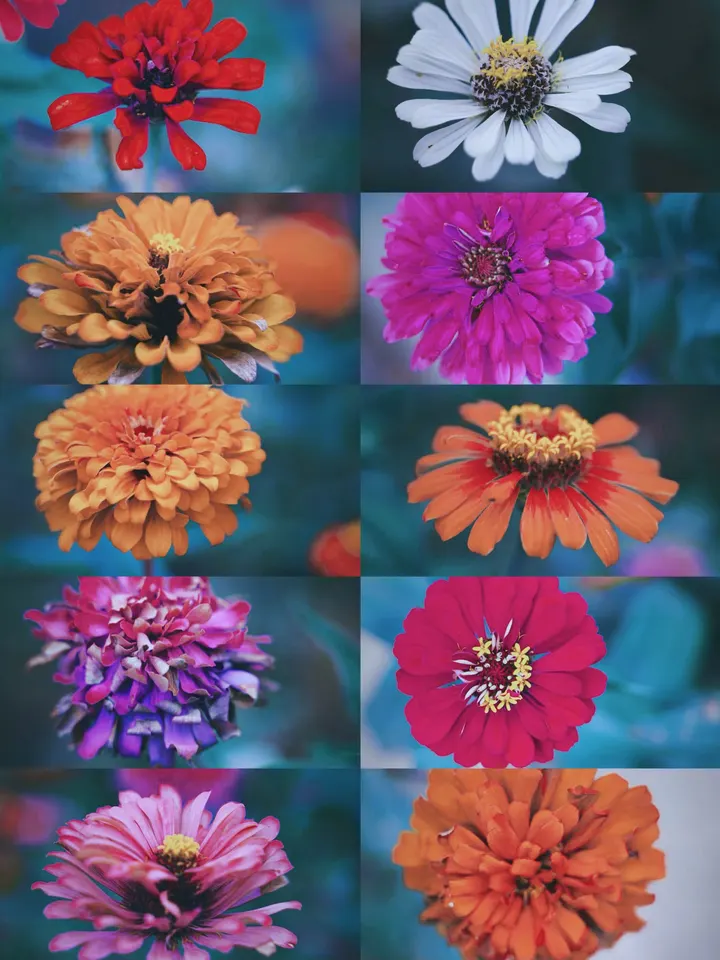 复古色百日菊
