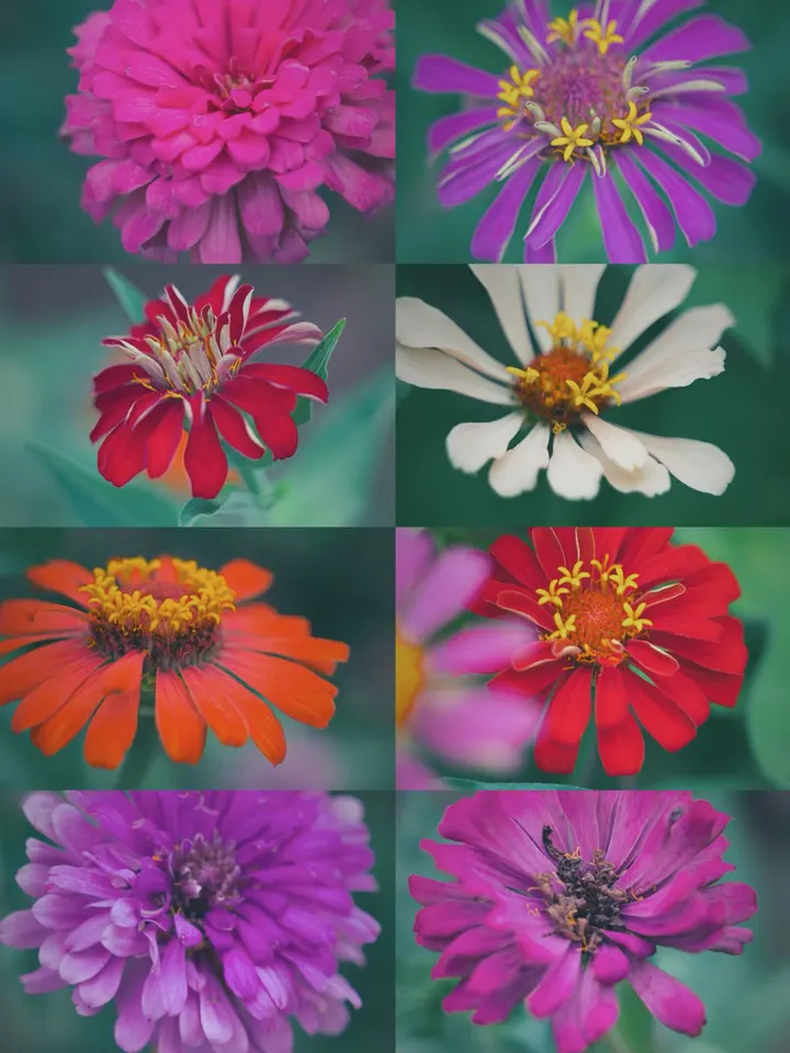 百日菊