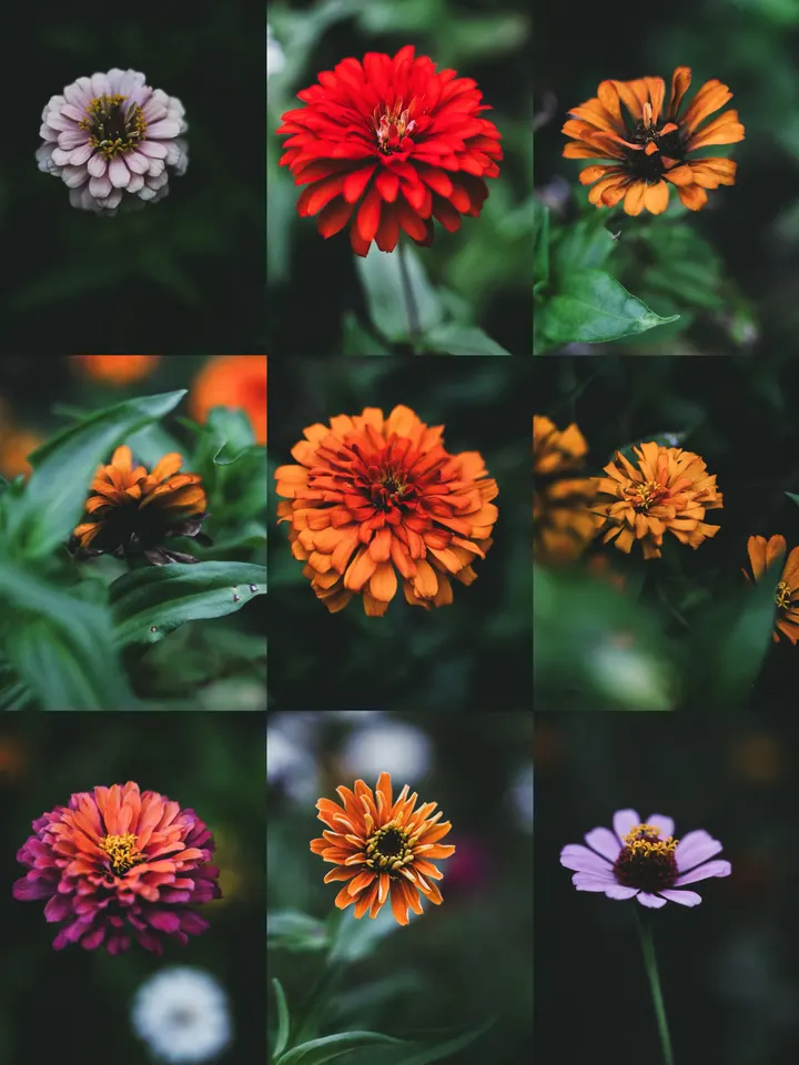 百日菊