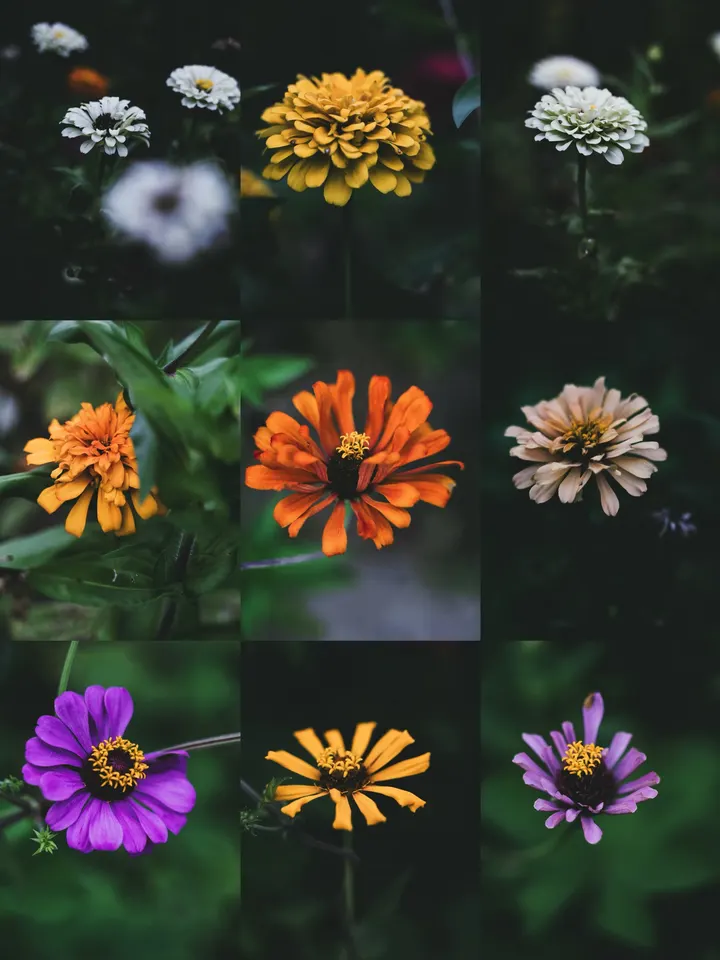 百日菊