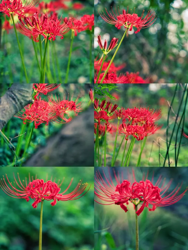 彼岸花开