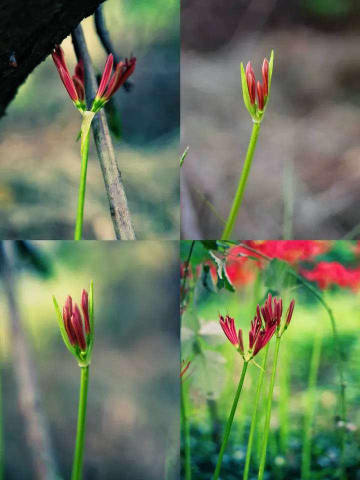 彼岸花蕊