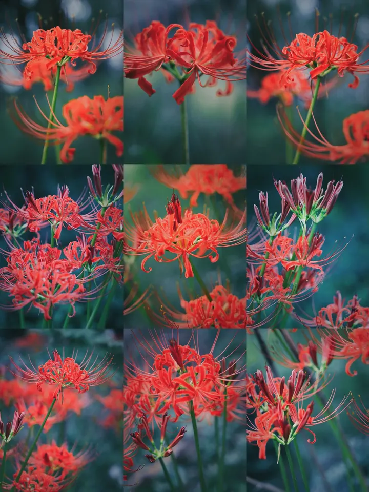 彼岸花特写