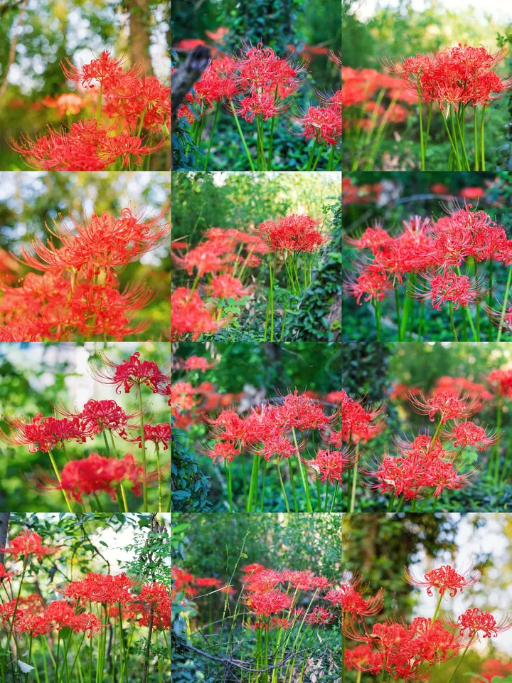 九月彼岸花开