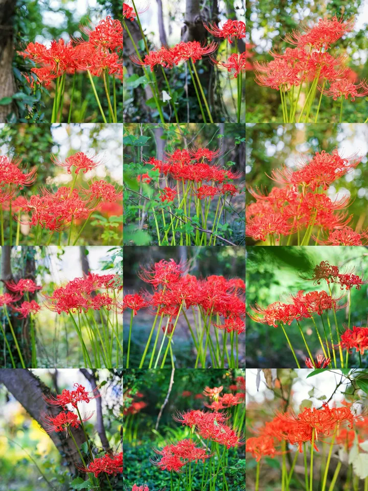 彼岸花，曼珠沙华