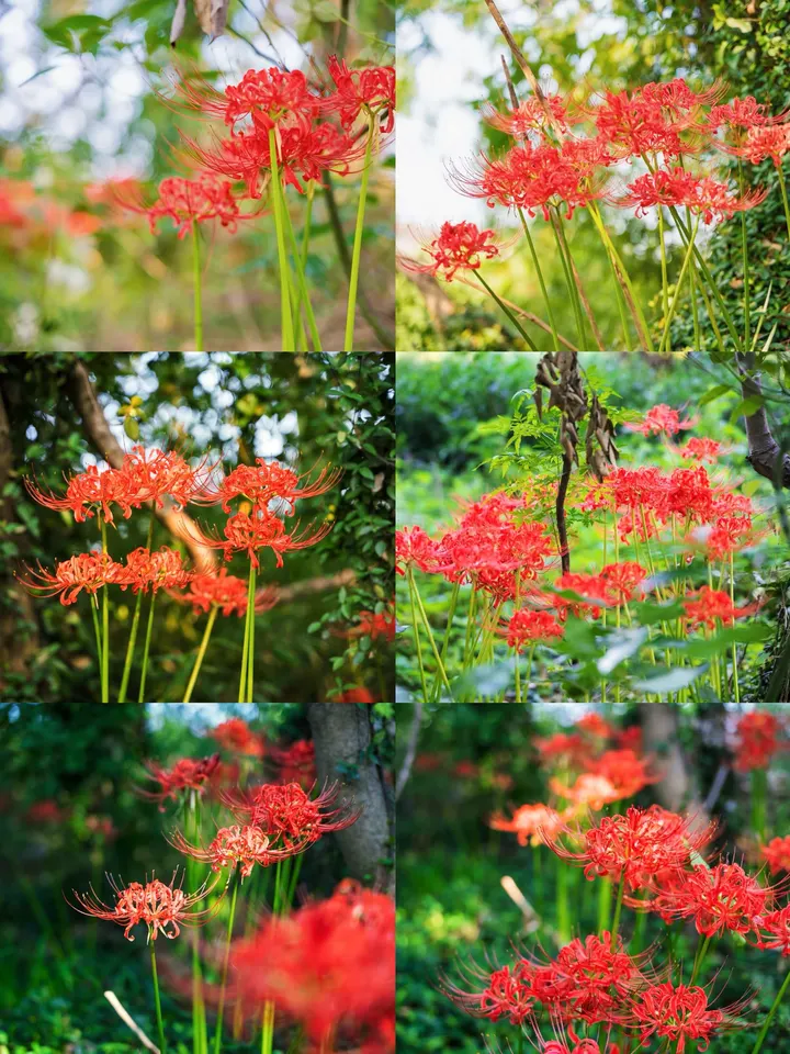 彼岸花开