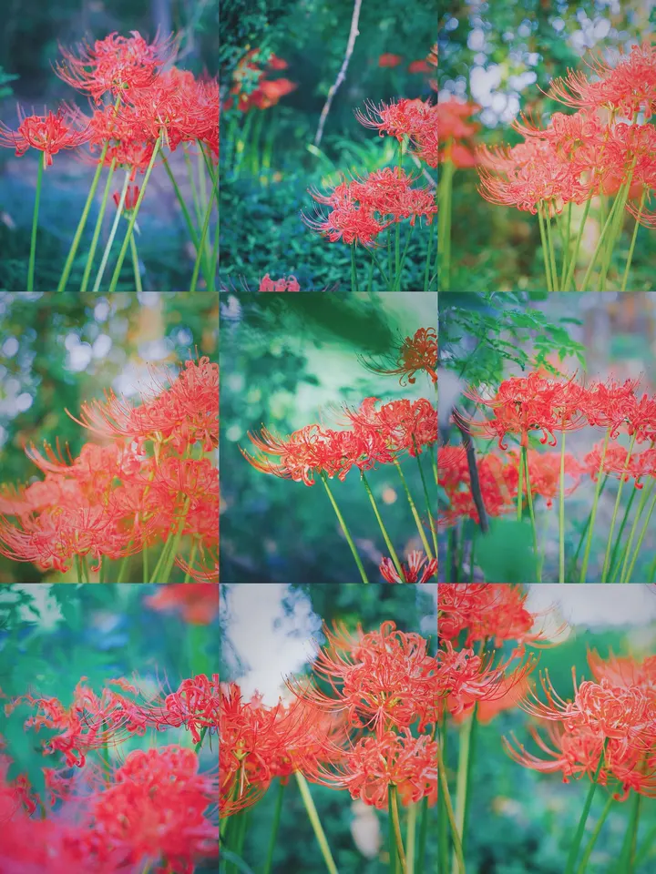 彼岸花