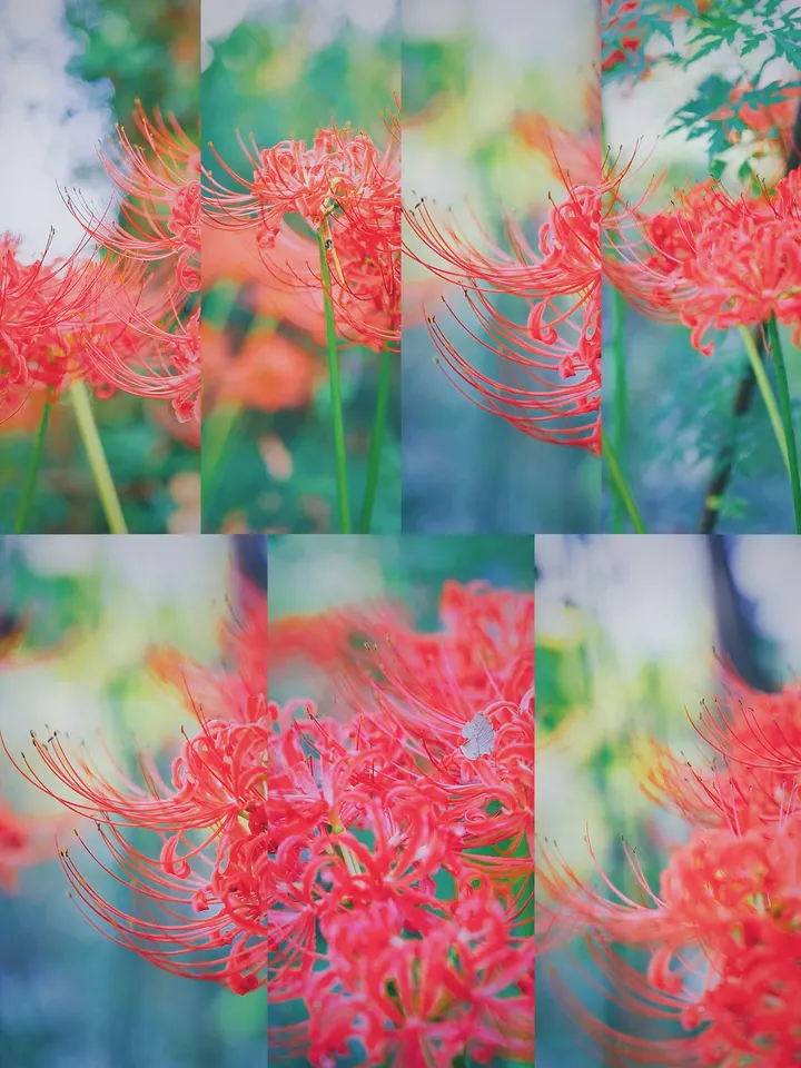 彼岸花