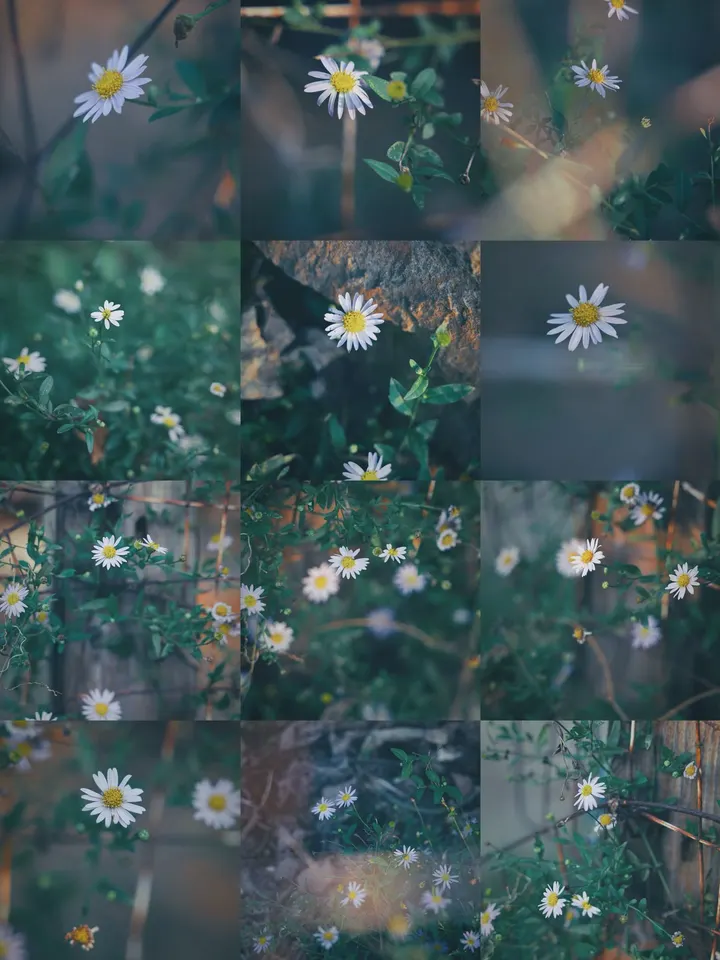 秋天的菊花