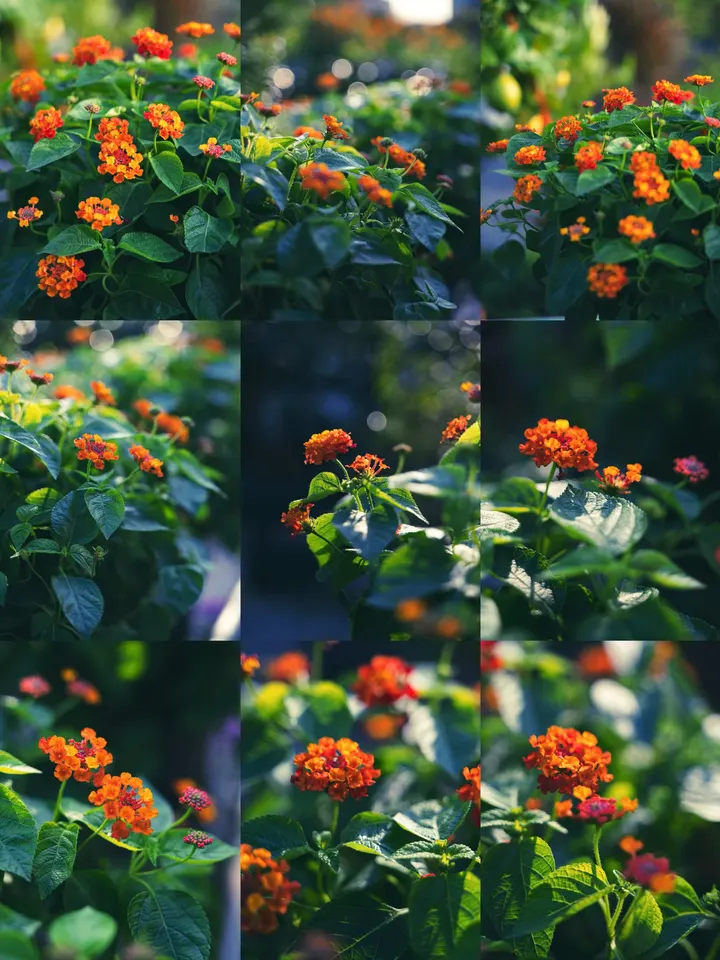 马缨丹花