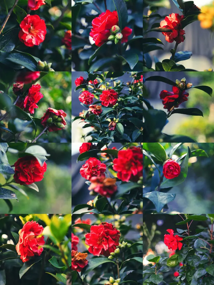 山茶花