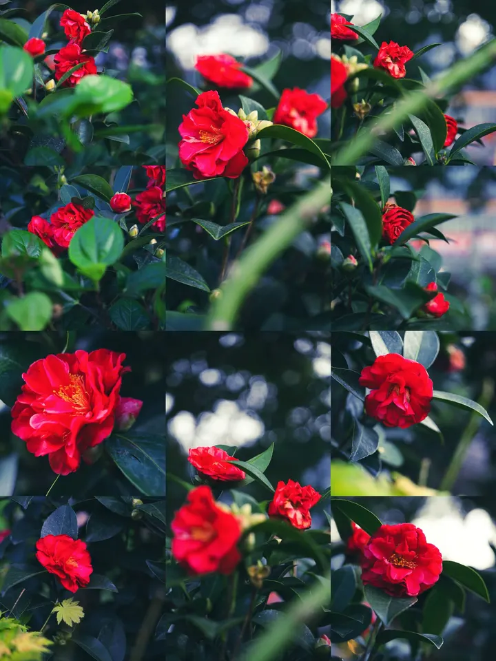 山茶花