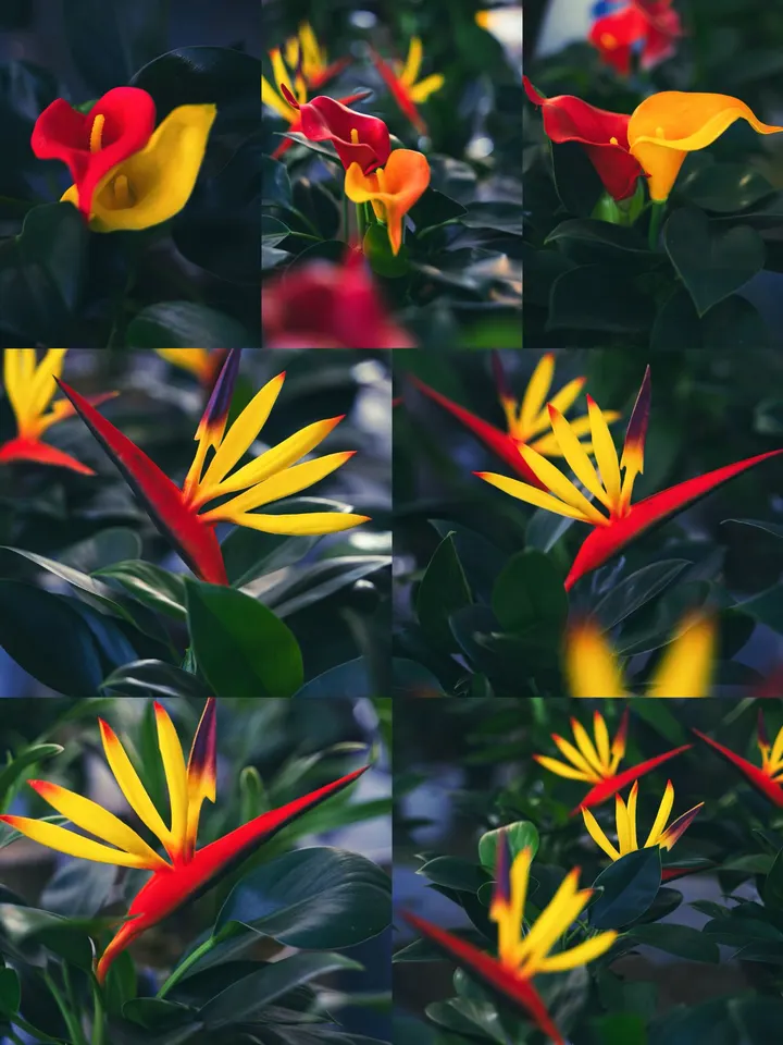 红掌花
