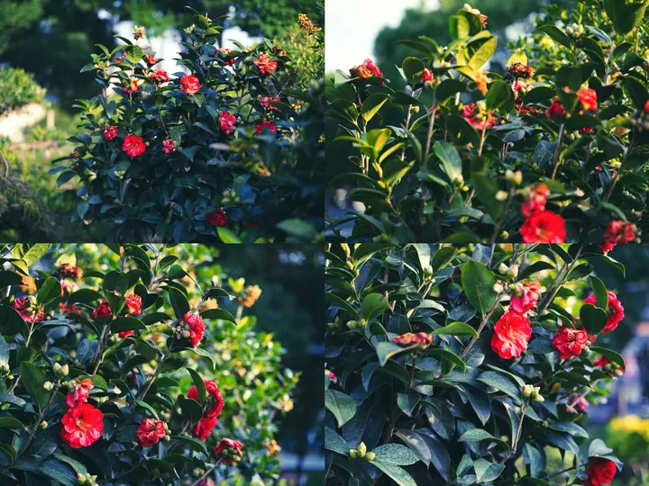 山茶花