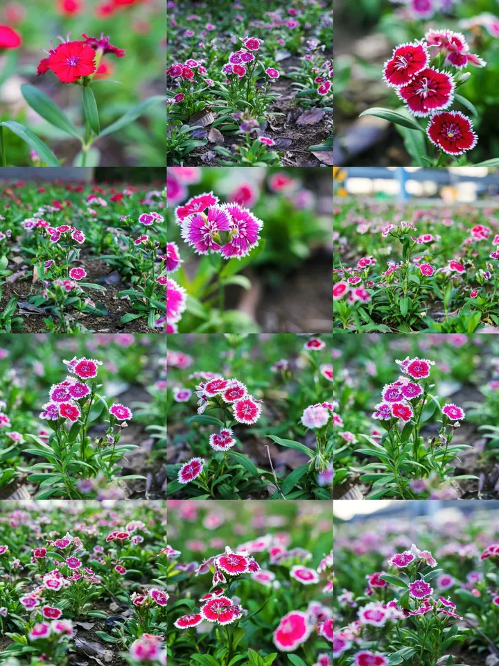 石竹花开，秋天到来