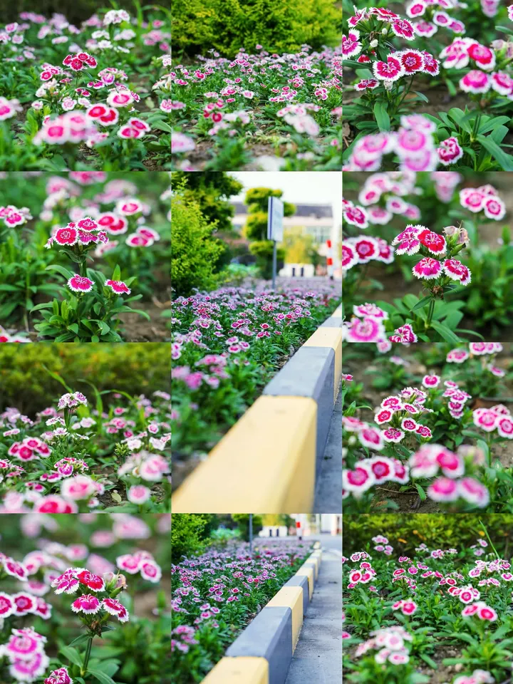 石竹花
